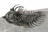 Spiny Comura Trilobite - Ofaten, Morocco #245916-1